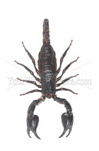 photo - scorpion-jpg
